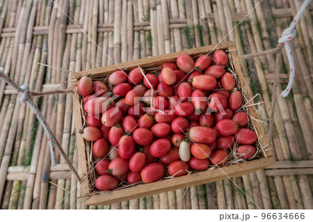 Organic red cherry tomatoes hanging on wooden tray for sale Organic red cherry tomatoes hanging on wooden tray for sale 96634666