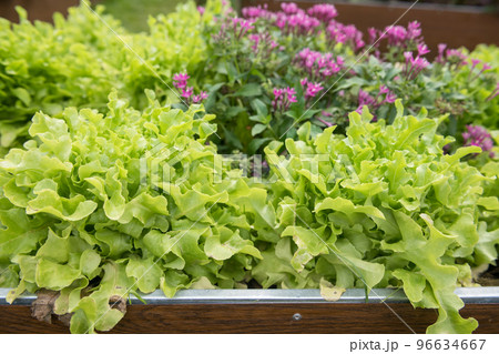 Organic lettuce greenhouse farm growing by Hydroponics System Organic lettuce greenhouse farm growing by Hydroponics System 96634667