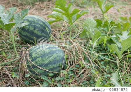 Organic 2 Watermelons growigng on farm 96634672