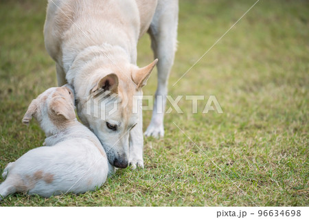 Creamy mother dog together with its cute puppy at grass field Creamy mother dog together with its cute puppy at grass field 96634698