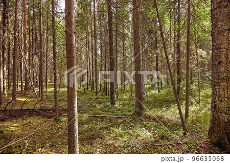 Beautiful landscape of pine forest in summer day. The tall trees of the pine trees growing in the old forest. 96635068