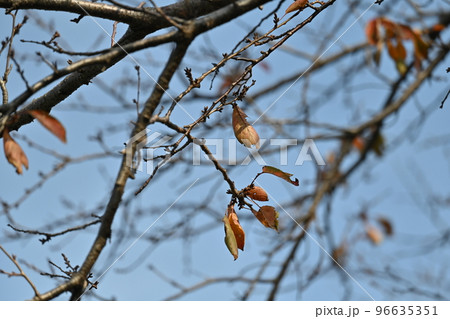 冬のイメージ(winter image) 冬のイメージ(winter image) 96635351