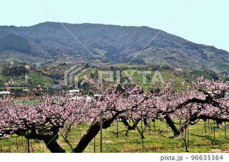 桃源郷と龍門山 紀の川市 和歌山県 桃源郷と龍門山 紀の川市 和歌山県 96635364