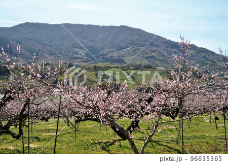 桃源郷と龍門山　紀の川市　和歌山県　 96635365