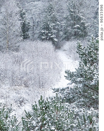 Wonderful winter landscape, snowy spruces, forest covered by fresh snow during Winter Christmas time. Merry Christmas and Happy New Year Holidays greeting card. Pattern, wallpaper, banner, cover Wonderful winter landscape, snowy spruces, forest covered by fresh snow during Winter Christmas time. Merry Christmas and Happy New Year Holidays greeting card. Pattern, wallpaper, banner, cover 96635996