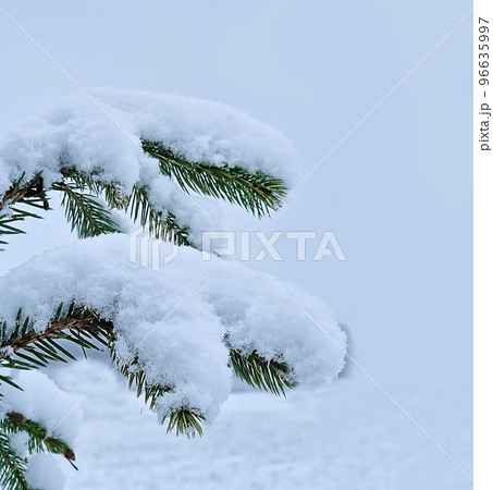 fir branch covered with snow as background. Pine branches in the frost. Christmas minimal concept. Merry Christmas and Happy New Year Holidays greeting card, frame, banner, cover, mockup. Traditional 96635997