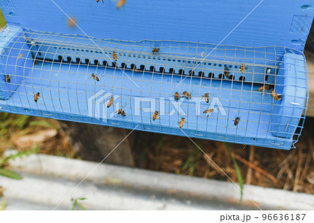 The bees fly into the box. Wooden beehive and bees. The bees fly into the box. Wooden beehive and bees. 96636187