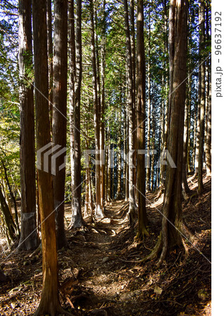 【秩父】三峯神社の奥宮_秋の紅葉ハイキング 96637192