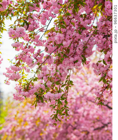 SAKURAページ HD-SAKURA DX III | Deviser ｜株式会社ディバイザー｜長野県松本市の