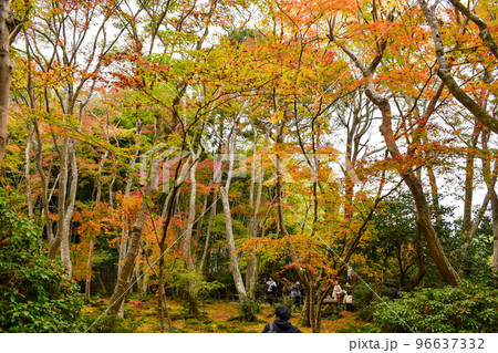 【京都】祇王寺のもみじ_秋の嵐山の紅葉風景 【京都】祇王寺のもみじ_秋の嵐山の紅葉風景 96637332