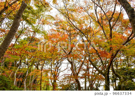 【京都】祇王寺のもみじ_秋の嵐山の紅葉風景 【京都】祇王寺のもみじ_秋の嵐山の紅葉風景 96637334