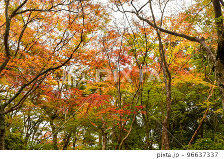 【京都】祇王寺のもみじ_秋の嵐山の紅葉風景 96637337