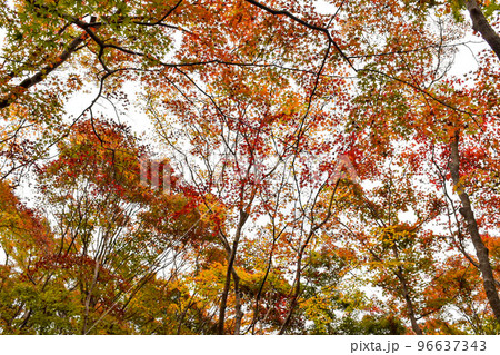 【京都】祇王寺のもみじ_秋の嵐山の紅葉風景 【京都】祇王寺のもみじ_秋の嵐山の紅葉風景 96637343