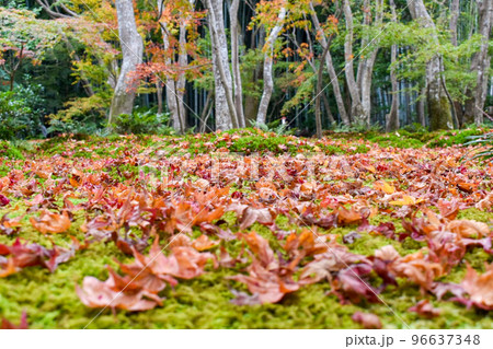 【京都】祇王寺の苔庭と散りもみじ_秋の嵐山の紅葉風景 【京都】祇王寺の苔庭と散りもみじ_秋の嵐山の紅葉風景 96637348