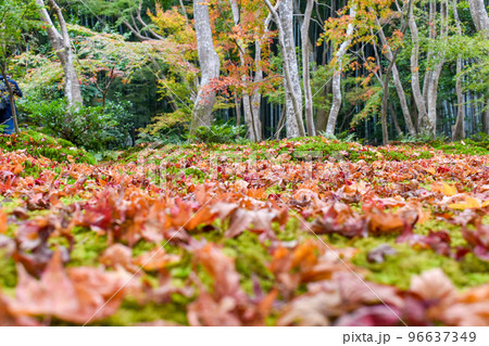 【京都】祇王寺の苔庭と散りもみじ_秋の嵐山の紅葉風景 【京都】祇王寺の苔庭と散りもみじ_秋の嵐山の紅葉風景 96637349