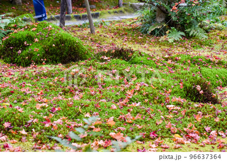 【京都】祇王寺の苔庭と散りもみじ_秋の嵐山の紅葉風景 【京都】祇王寺の苔庭と散りもみじ_秋の嵐山の紅葉風景 96637364