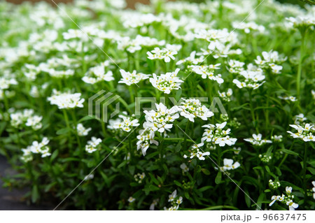 Alyssum. Alyssum flowers. Close up of Lobularia maritima flowers. Floral pattern. Spring and summer flowers background texture. Alyssum. Alyssum flowers. Close up of Lobularia maritima flowers. Floral pattern. Spring and summer flowers background texture. 96637475