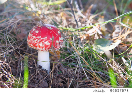 Amanita Muscaria. Red wild poisonous Fly Agaric mushroom in forest in autumn among dry leaves. Fairy mushroom. Amanita Muscaria. Red wild poisonous Fly Agaric mushroom in forest in autumn among dry leaves. Fairy mushroom. 96637673