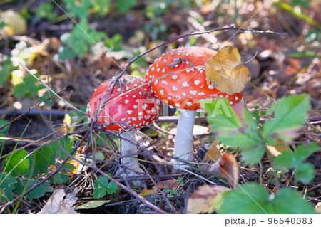 Amanita Muscaria. Red poisonous Fly Agaric mushrooms in forest among dry leaves. Psychoactive and medicinal two wild mushrooms. Amanita Muscaria. Red poisonous Fly Agaric mushrooms in forest among dry leaves. Psychoactive and medicinal two wild mushrooms. 96640083