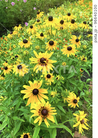 Echinacea flowers on green nature background, closeup. Yellow flowers for herbal medicine. Bright meadow. 96640100