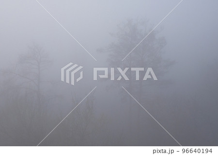 Branches of trees almost invisible in thick white morning fog. Moisture in forest air. Mysterious landscape. 96640194