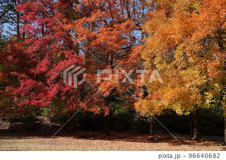 公園の紅葉 公園の紅葉 96640682