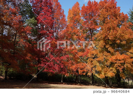 公園の紅葉 公園の紅葉 96640684
