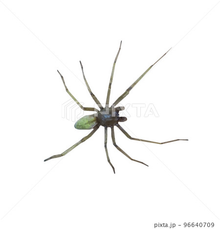 spider transparent PNG spider transparent PNG 96640709