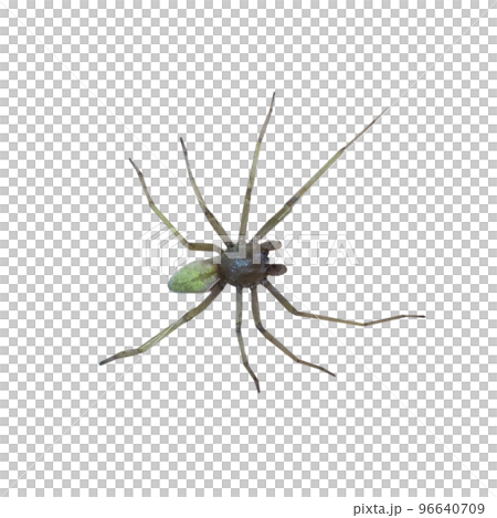 spider transparent PNG spider transparent PNG 96640709