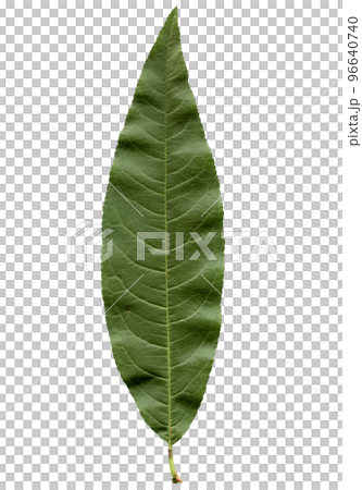 peach tree leaf transparent PNG 96640740