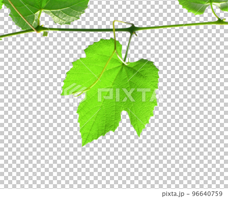 vitis grapevine leaf transparent PNG 96640759