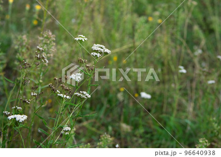 Yarrow flowers (Achillea millefolium). Milfoil medicinal plant blooming in meadow. Medicinal and honey plant in village. 96640938