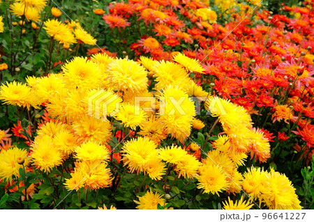 Yellow and red chrysanthemums in gardening nursery. Chrysanthemums wallpaper. Floral vibrant blooming background. Close up. Yellow and red chrysanthemums in gardening nursery. Chrysanthemums wallpaper. Floral vibrant blooming background. Close up. 96641227