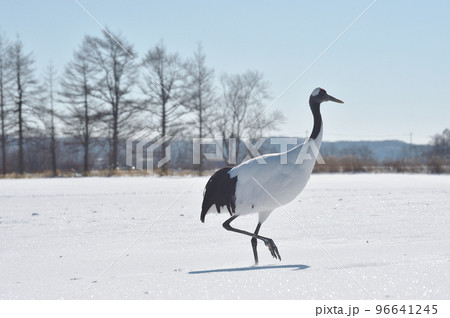 青空を背景に雪原にたたずむタンチョウ(北海道・鶴居) 青空を背景に雪原にたたずむタンチョウ(北海道・鶴居) 96641245