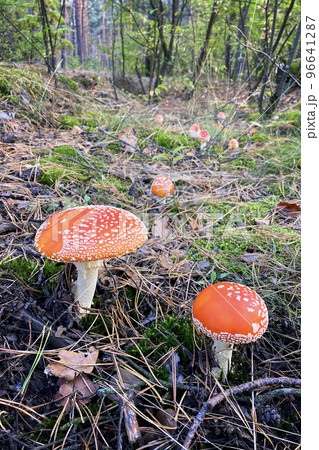 Amanita Muscaria. Many red wild poisonous Fly Agaric mushroom in forest in autumn among dry leaves in forest. Vertical image. Amanita Muscaria. Many red wild poisonous Fly Agaric mushroom in forest in autumn among dry leaves in forest. Vertical image. 96641287