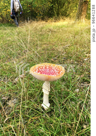 Amanita Muscaria. Red wild poisonous Fly Agaric mushroom in forest in autumn among dry leaves in forest. Vertical image. Amanita Muscaria. Red wild poisonous Fly Agaric mushroom in forest in autumn among dry leaves in forest. Vertical image. 96641288