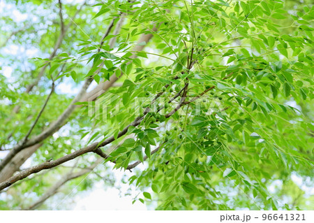 センダンの実 96641321