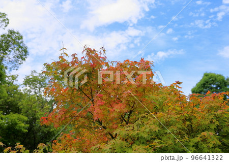 色づくカエデの葉 色づくカエデの葉 96641322
