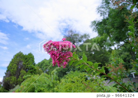 イッサイサルスベリの花 96641324