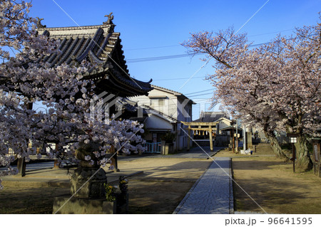 尾道寺社巡りの宝土寺の鐘築堂と桜 96641595
