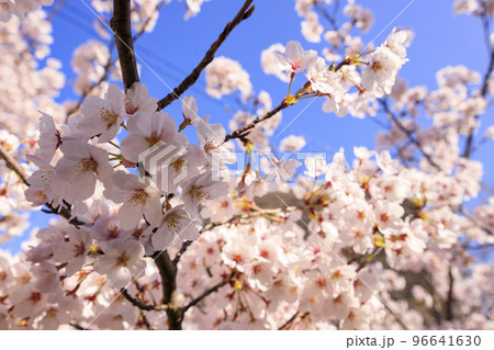 春の尾道　千光寺公園に咲く桜の花 96641630