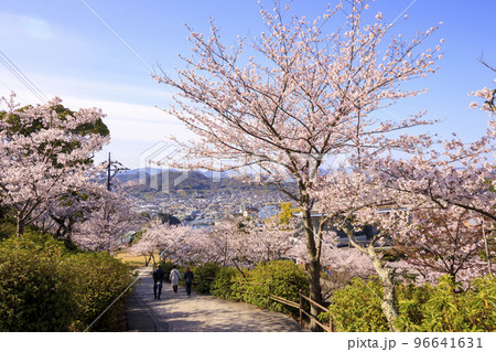 春の尾道　千光寺公園に咲く桜の花 96641631