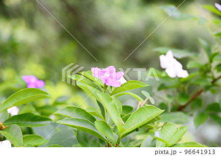 ニオイバンマツリの花 ニオイバンマツリの花 96641913