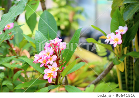 プルメリアの花 プルメリアの花 96641916
