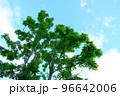 煽り構図の真夏の木と空 コピースペース 北海道 96642006