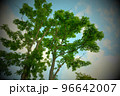 煽り構図の真夏の木と空 周辺減光 北海道 96642007