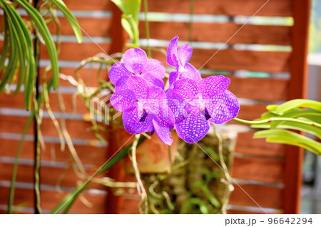 バンダの花 96642294