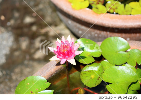温帯スイレンの花 96642295
