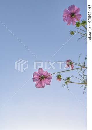 秋の白木峰高原　コスモス　諌早　長崎 96642493