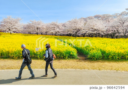 赤城南面千本桜と菜の花 96642594